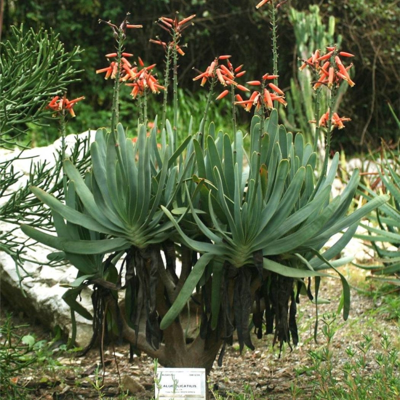 Fan Aloe Aloe plicatilis